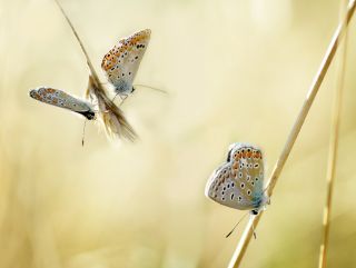 3 PAPILLONS dans le champs